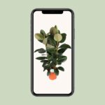 Ficus Elastica Robusta - Ø27cm - ↕115cm - Bild 4