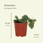 4x Scindapsus Pictus - Epipremnum - 15cm - ø12 - Bild 4