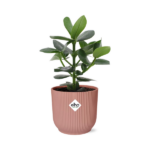 Clusia Princess i ELHO Vibes Fold 14cm rosa