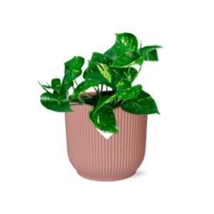 Epipremnum Pinnatum ‘Aureum’ i ELHO Vibes Fold 14cm rosa