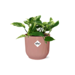 Scindapsus (Epipremnum) Marble Queen i ELHO Vibes Fold 14cm rosa