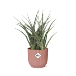 Sansevieria Fernwood Punk i ELHO Vibes Fold 14cm rosa