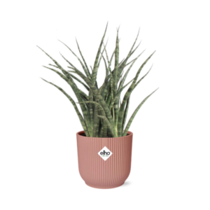 Sansevieria Fernwood Punk i ELHO Vibes Fold 14cm rosa