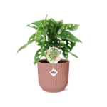 Monstera ‘Monkey Leaf’ i ELHO Vibes Fold 14cm rosa