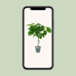 Ficus Umbellata (Flätad) - Ø27cm - ↕120cm - Bild 4