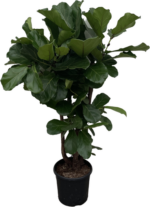 Ficus Lyrata förgrenad - 150 cm - ø24 - Bild 2