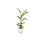 Kombinationserbjudande - Strelitzia Nicolai inklusive elho Jazz Round vit Ø23 - 130 cm