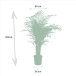 Areca palm - Ø24cm - ↕130cm - Bild 4
