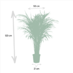 Areca palm - Ø21cm - ↕110cm - Bild 4