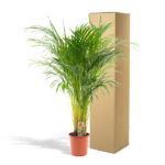Areca palm - Ø21cm - ↕110cm - Bild 5