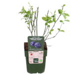 5x - Vaccinium corymbosum 'Reka' - ↨45cm - Ø13 - Bild 3