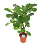 Ficus Lyrata - Ø24cm - ↕125cm