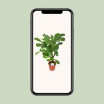 Ficus Lyrata - Ø24cm - ↕125cm - Bild 4