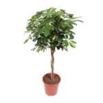 Schefflera Gold Capella - Ø27cm - ↕120cm