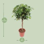 Schefflera Gold Capella - Ø27cm - ↕120cm - Bild 2