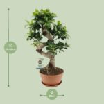 Ficus Ginseng - Ø22cm - ↕60cm - Bild 2
