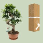 Ficus Ginseng - Ø22cm - ↕60cm - Bild 3