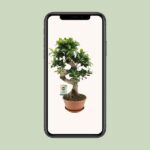 Ficus Ginseng - Ø22cm - ↕60cm - Bild 4