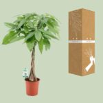 Pachira Aqautica - Ø19cm - ↕80cm - Bild 3