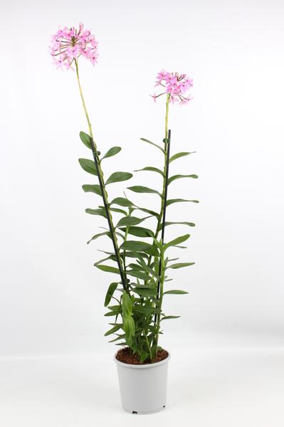 thumbnail_600-318 Epidendrum Ljus Lila 2 Tak Toef 17 Cm - Ø17cm - ↕75cm - Bild 1