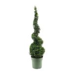 Buxus Semp. Spiral 70cm - Ø23cm - ↕90cm