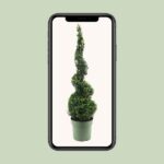 Buxus Semp. Spiral 70cm - Ø23cm - ↕90cm - Bild 4