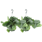 Scindapsus Pictus Trebie (Epipremnum) - 2 stycken - Ø15cm - ↕25cm