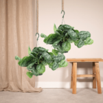 Scindapsus Pictus Trebie (Epipremnum) - 2 stycken - Ø15cm - ↕25cm - Bild 2