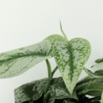 Scindapsus Pictus Trebie (Epipremnum) - 2 stycken - Ø15cm - ↕25cm - Bild 3