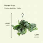 Scindapsus Pictus Trebie (Epipremnum) - 2 stycken - Ø15cm - ↕25cm - Bild 4