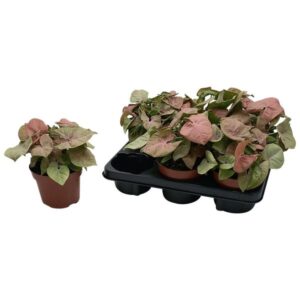 Syngonium 'Red Heart' - Ø13cm - ↕25cm