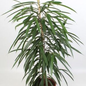 Ficus Binnendijkii Alii