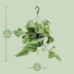 Scindapsus Pictus Trebie - Ø15cm - ↕25cm - Bild 2