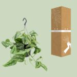 Scindapsus Pictus Trebie - Ø15cm - ↕25cm - Bild 3