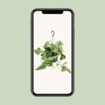 Scindapsus Pictus Trebie - Ø15cm - ↕25cm - Bild 4