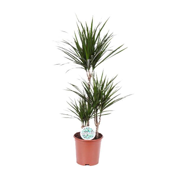 thumbnail_600-513 Dracaena Marginata - Ø21 - ↨115cm - Bild 1