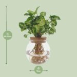 Syngonium Pixie - Ø12cm - ↕30cm - Bild 2