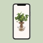 Syngonium Pixie - Ø12cm - ↕30cm - Bild 4