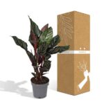 Calathea Ornata - Ø14 - ↨50cm - Bild 5