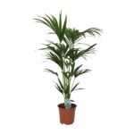 Howea forsteriana - Ø21 - ↨120cm