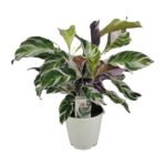Calathea White Fusion  Ø14cm - ↕14cm