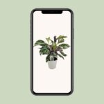 Calathea White Fusion  Ø14cm - ↕14cm - Bild 4