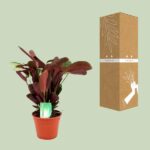 Ctenanthe Amagris Ø14cm - ↕14cm - Bild 3