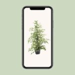 Ficus benjamina Twilight - Bild 4