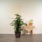 Ficus benjamina Danielle - Ø21cm - ↕95cm + Korg Igmar - Bild 3