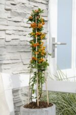3x - Pyracantha 'Orange Glow' - ↨65cm - Ø15 - Bild 3