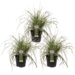 3x - Carex hachijoensis 'Evergold' - ↨30cm - Ø14