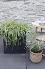 3x - Carex hachijoensis 'Evergold' - ↨30cm - Ø14 - Bild 2