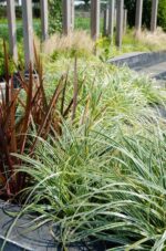3x - Carex hachijoensis 'Evergold' - ↨30cm - Ø14 - Bild 3