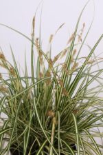 3x - Carex hachijoensis 'Evergold' - ↨30cm - Ø14 - Bild 4